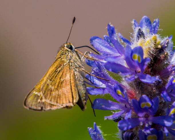 istock Various butterfly on plants and flowers 1134958263