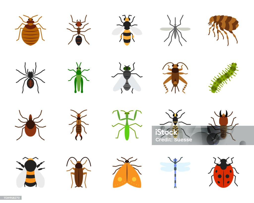 Danger Insect simple flat color icons vector set Danger Insect flat icons set. Sign kit of bed bug. Beetle pictogram collection includes dragonfly, fly, spider. Simple danger insect cartoon colorful icon symbol isolated on white. Vector Illustration Insect stock vector
