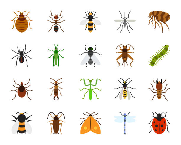 Danger Insect simple flat color icons vector set Danger Insect flat icons set. Sign kit of bed bug. Beetle pictogram collection includes dragonfly, fly, spider. Simple danger insect cartoon colorful icon symbol isolated on white. Vector Illustration praying mantis stock illustrations