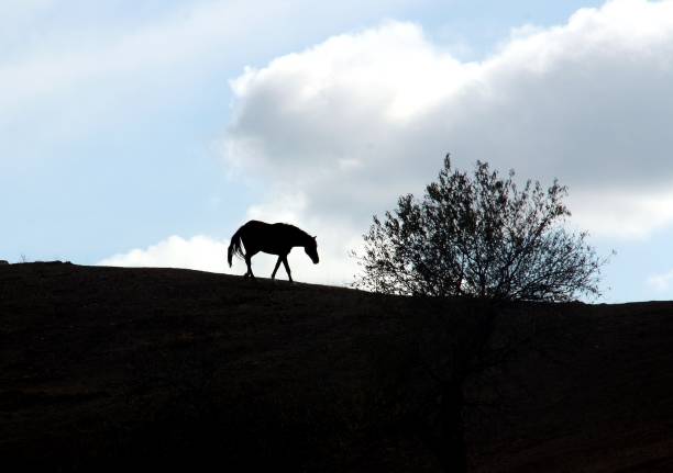 istock Silhouette of a spanish horse. 1134958305