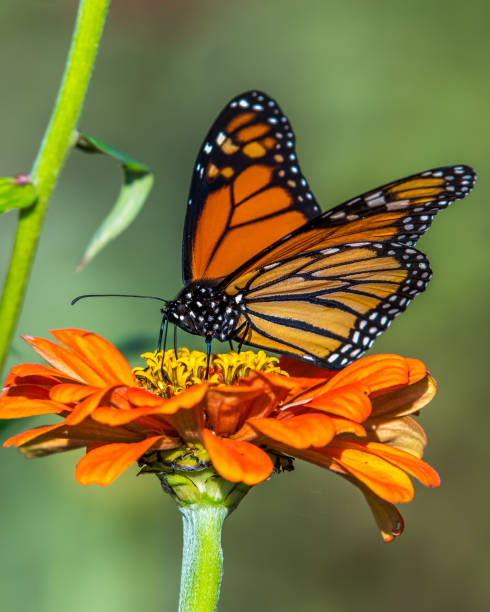 istock Monarch butterfly on plants and flowers 1134958425