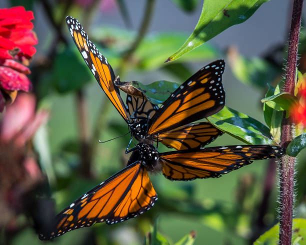 istock Monarch butterfly on plants and flowers 1134958442