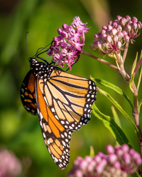 istock Monarch butterfly on plants and flowers 1134958453