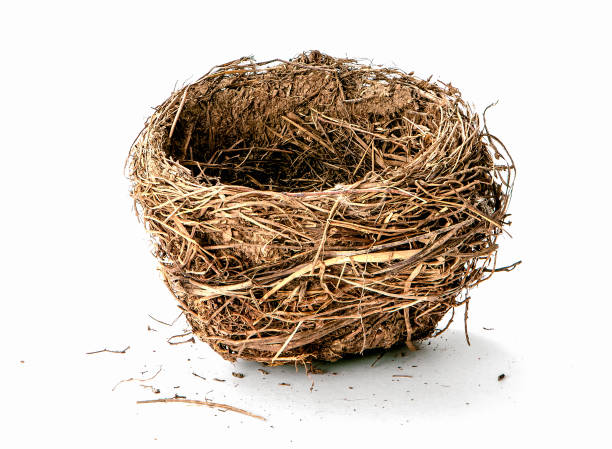 Empty nest isolated on white background - Image stock photo