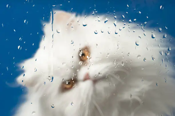 Photo of White cat looks at raindrops on the window. Focus on drops.