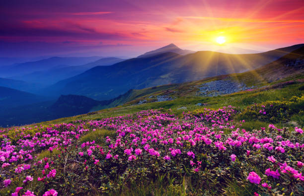 istock Magic pink rhododendron flowers on summer mountain 1134958685