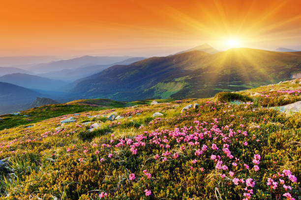 istock Magic pink rhododendron flowers on summer mountain 1134960187