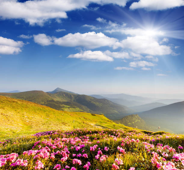 istock Magic pink rhododendron flowers on summer mountain 1134960210