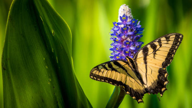istock Tiger Swallowtail butterfly and other yellow winged insect 1134960580