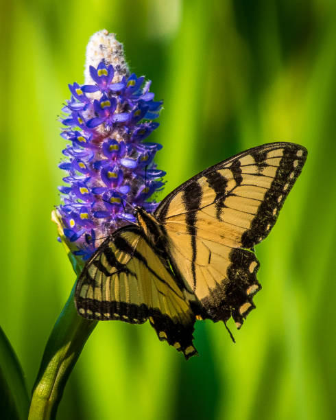 istock Tiger Swallowtail butterfly and other yellow winged insect 1134960628