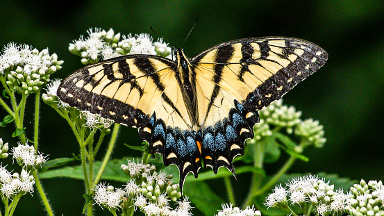 Tiger Swallowtail butterfly and other yellow winged insect