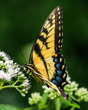 Tiger Swallowtail butterfly and other yellow winged insect