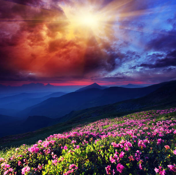 istock Magic pink rhododendron flowers on summer mountain 1134960700