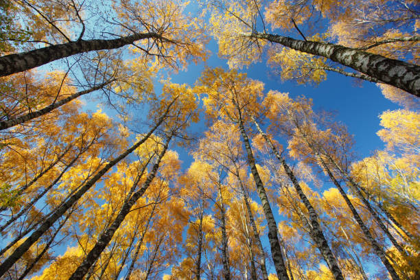 istock Colorful autumn leaves on a trees in forest 1134960905