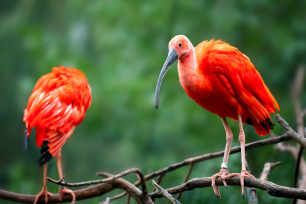 istock Eudocimus ruber on tree branch. Four bright red birds Scarlet Ibis 1134961545