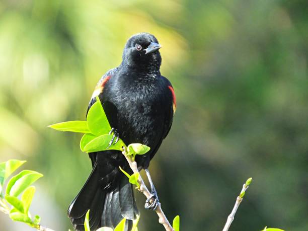 istock Red-winged Blackbird (Agelaius phoeniceus) perched on a branch in the Florida wetlands 1134961683