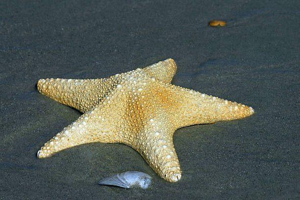 Single Starfish stock photo