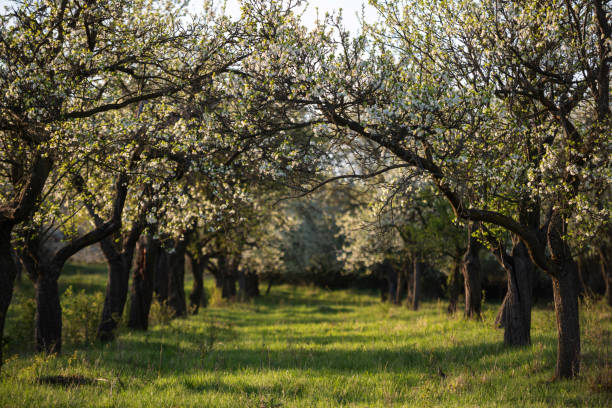 桜の開花、ドイツ - cherry tree fruit tree meadow spring ストックフォトと画像