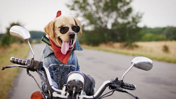 um cão nos óculos de sol está sentando-se em uma motocicleta - vitality clothing adventure mode of transport - fotografias e filmes do acervo