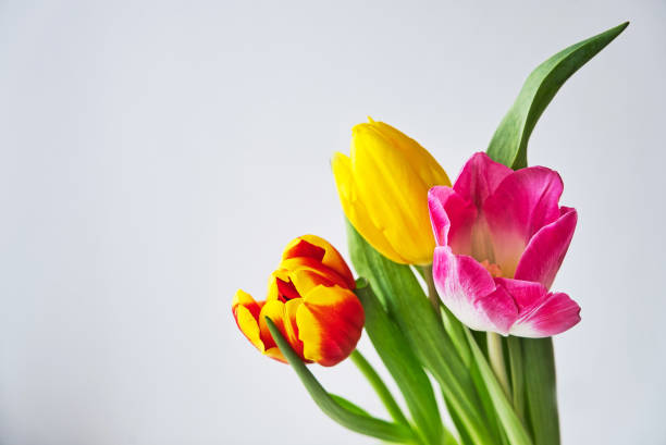 istock Spring colorful tulips bouquet on white background. 1134965258