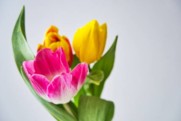 istock Spring colorful tulips bouquet on white background. 1134965319