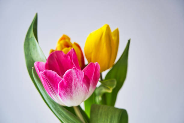 istock Spring colorful tulips bouquet on white background. 1134965344