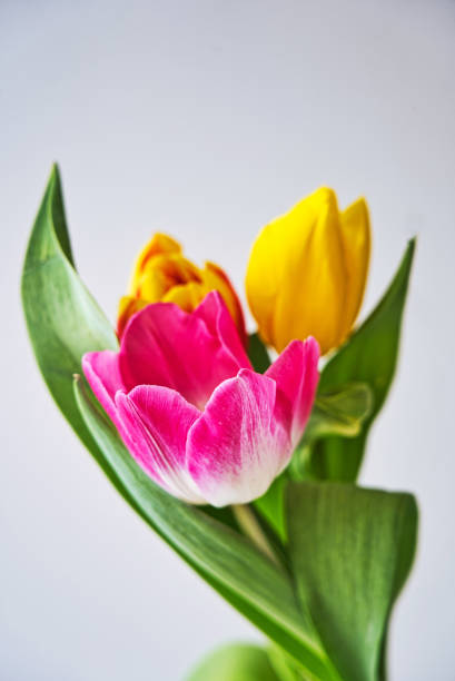 istock Spring colorful tulips bouquet on white background. 1134965345