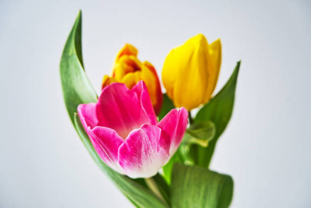 istock Spring colorful tulips bouquet on white background. 1134965455