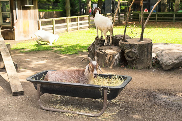 Goats in an enclosure at the Queens Zoo A goat in a hay trough at the Queens New York Petting Zoo in Flushing New York. goat pen stock pictures, royalty-free photos & images
