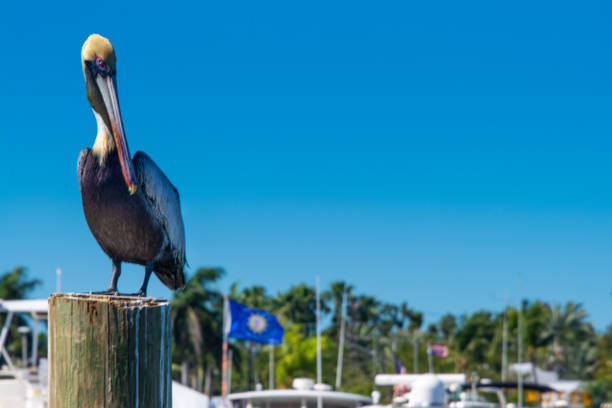 istock Pelican Sitting On A Piling 1134970673