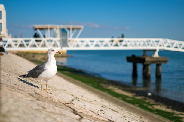 istock Seagull on the shore against natural blue water background a staring at the camera 1134973977