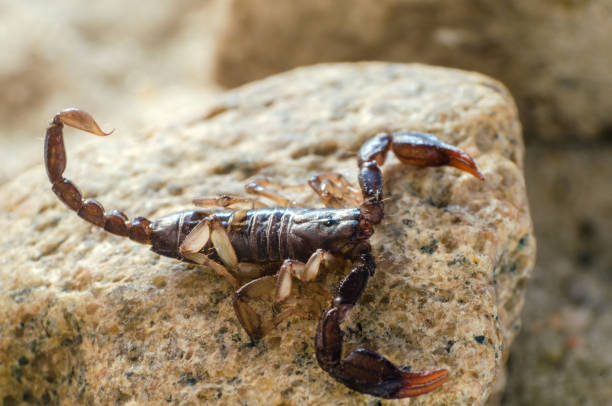 istock Scorpion sitting on a stone close up 1134974038