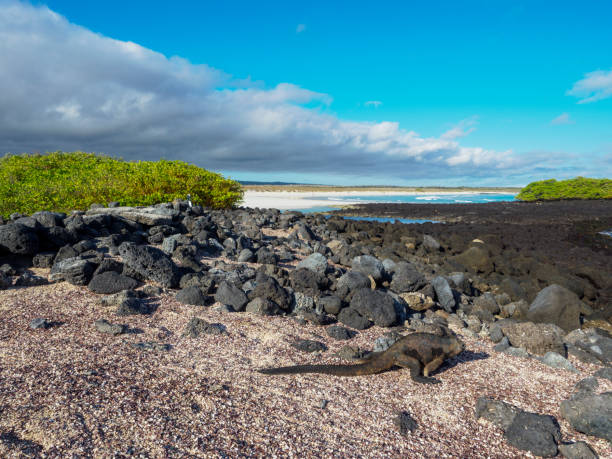 Iguana On Galapagos Beach at Tortuga Bay Marine iguana on Galapagos Beach at Tortuga Bay on Santa Cruz island santa cruz island galapagos islands stock pictures, royalty-free photos & images