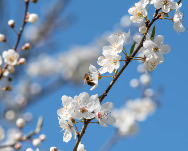 istock Bee collecting pollen on white cherry blossom 1134975263