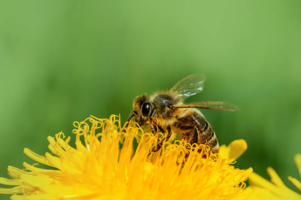 istock Bee on blossom of dandelion 1134975330