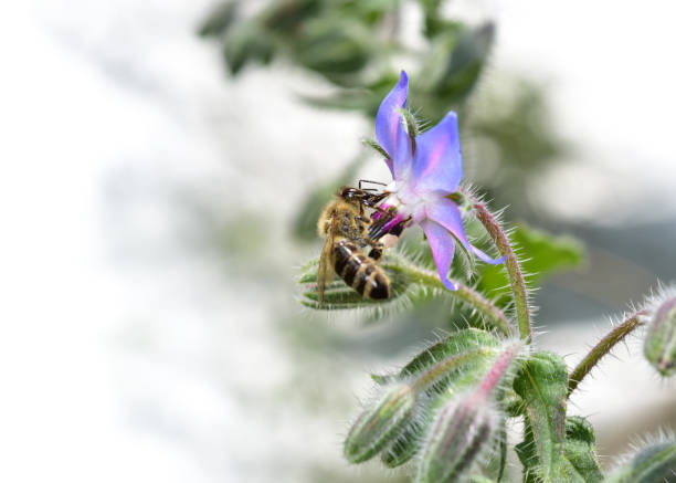 Honey bee collecting pollen on the blossom of borage (starflower, borago officinalis)