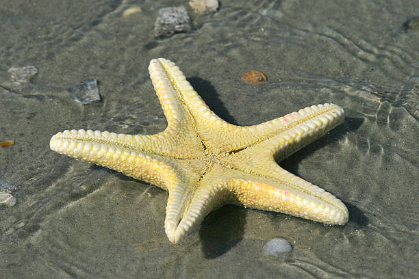 Starfish underside stock photo