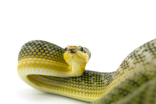 istock The red-tailed green ratsnake isolated on white background 1134975896