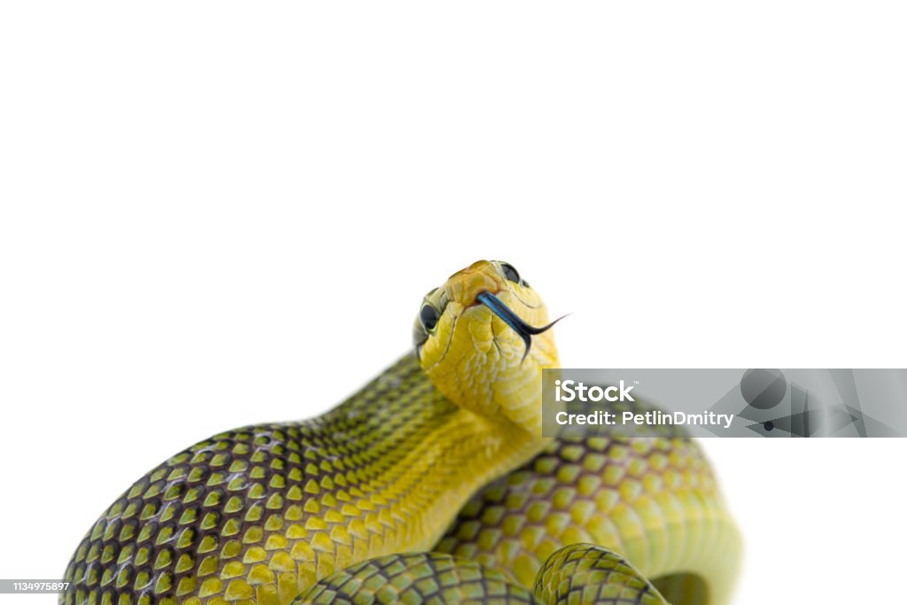 The red-tailed green ratsnake isolated on white background Animal Stock Photo