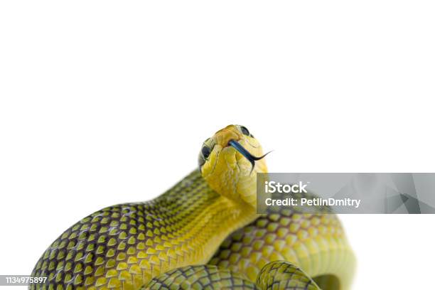The Redtailed Green Ratsnake Isolated On White Background Stock Photo - Download Image Now