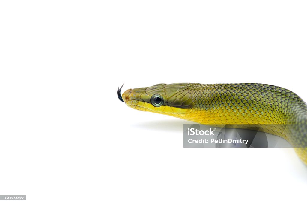 The red-tailed green ratsnake isolated on white background Snake Stock Photo