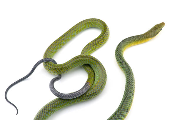 istock The red-tailed green ratsnake isolated on white background 1134975908