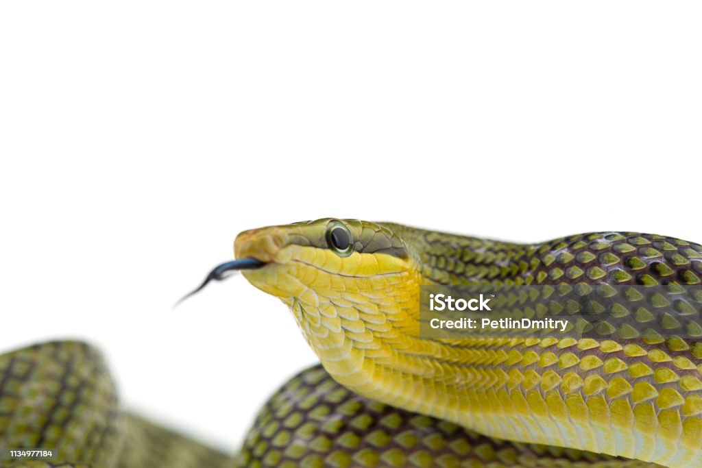 The red-tailed green ratsnake isolated on white background Animal Stock Photo