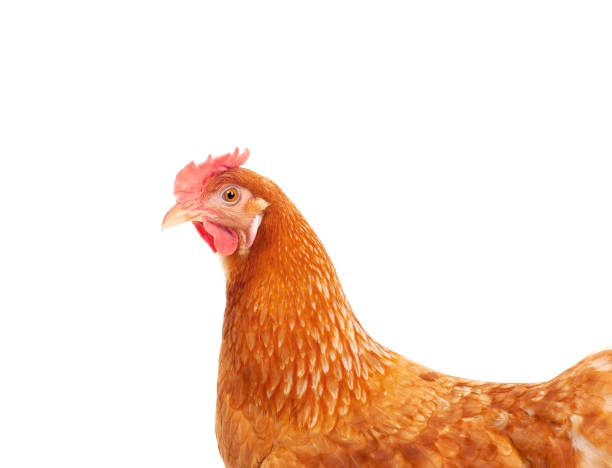 close up face and feather of hen    chicken isolate white background