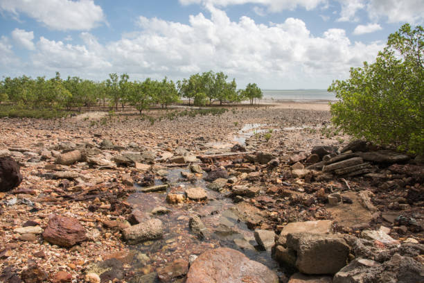 istock Rocky Coast and Mangrove Habitat 1134977684