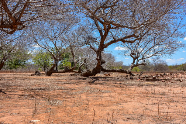 istock Northeast dry weather without water 1134983014