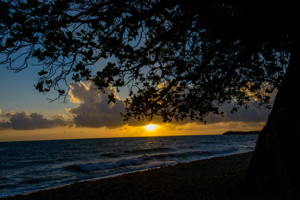 Sunrise at the beach with silhouette of tree. Beach in Belize.