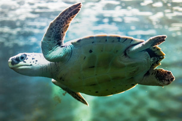 istock Marine Turtle Swimming Sea 1134984254
