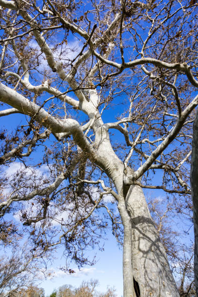 fermez-vous vers le haut des arbres de sycomore occidental (platanus racemosa) en hiver, sycomore grove park, livermore, région de la baie de san francisco, californie - dry white blue northern california photos et images de collection