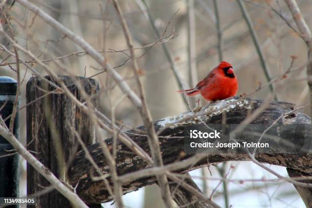 Northern Cardinal In Central Park Stock Photo - Download Image Now - Animal, Animal Wildlife, Beak